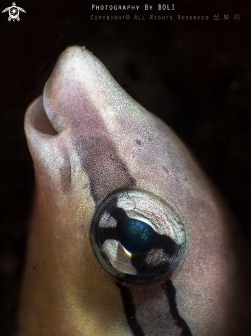 A Blenny 