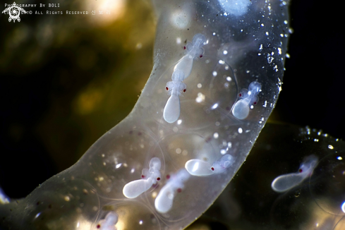 A Baby Squid