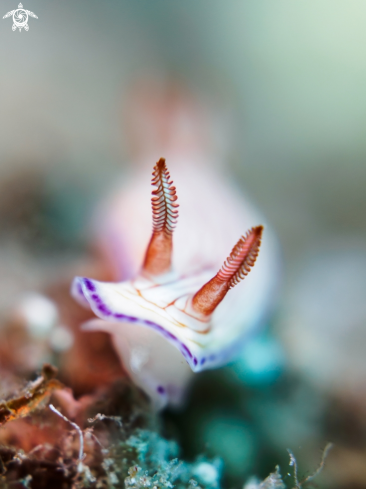 A Hypselodoris sp. | Nudibranch