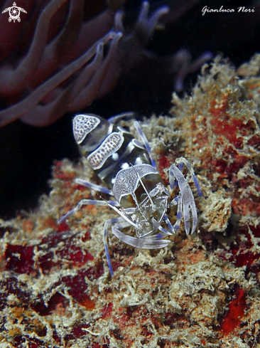 A Periclemenes amethysteus | Ghost shrimp