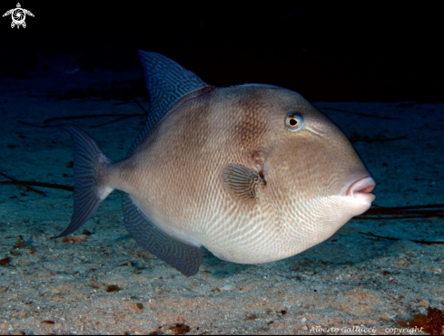 A Triggerfish