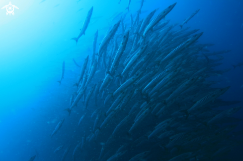 A Barracuda