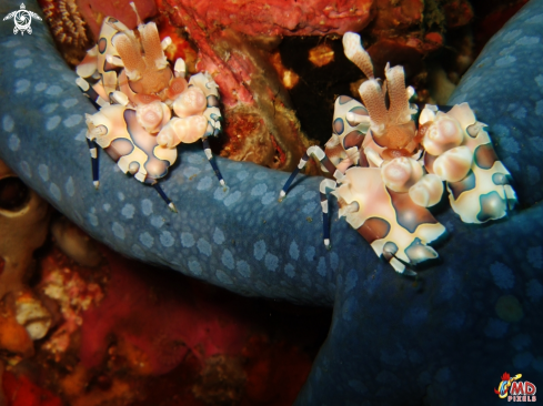 A Harlequin Shrimp