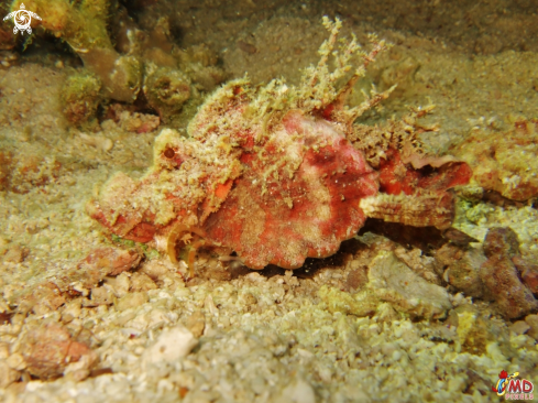 A Spiny Devilfish