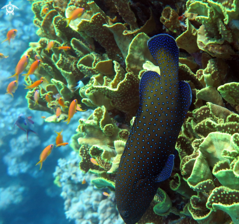 A Bluespotted grouper 