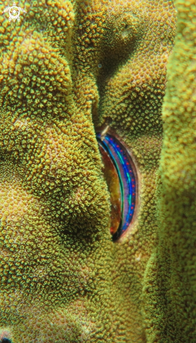 A Iridescent scollop