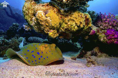 A Blue spotted ribbontail ray