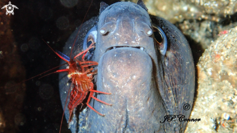 A Muraena helena | Murène commune