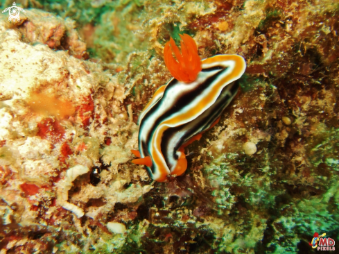 A Chromodoris magnifica | Magnificent Chromodoris