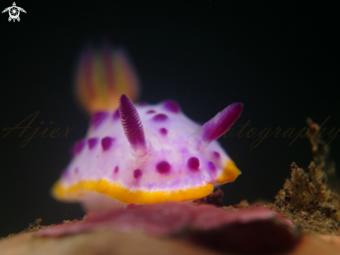 A nudibranch 