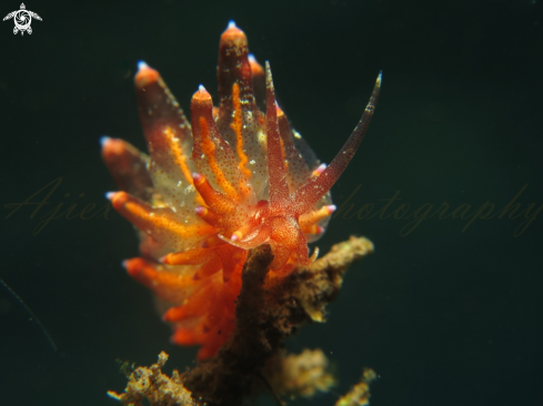 A nudibranch 