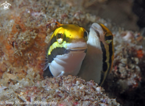 A Yellow sabretooth Blennies