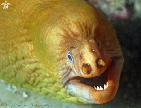 A Green moray