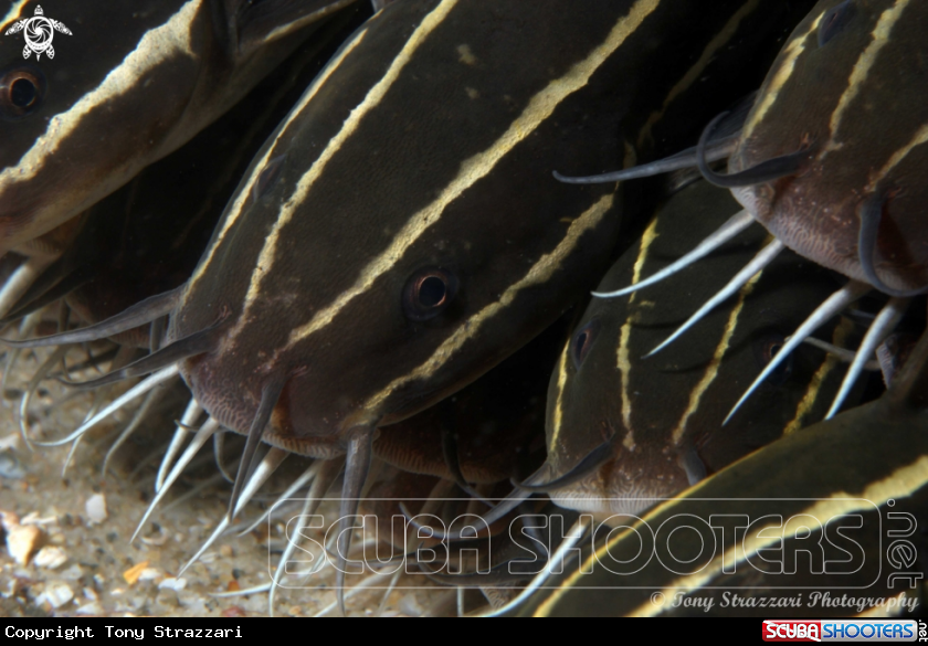 A Striped catfish