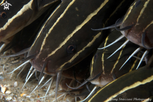 A Plotosus lineatus | Striped catfish