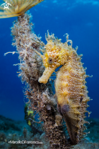 A Seahorse 