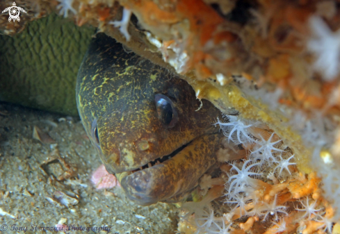A Enchelycore ramosa | Mosaic Moray