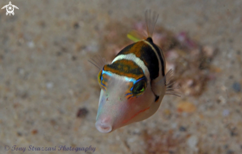 A Canthigaster valentini | Saddled toby