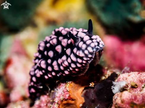 A Phyllidiella nigra | Varicose Wart Slug