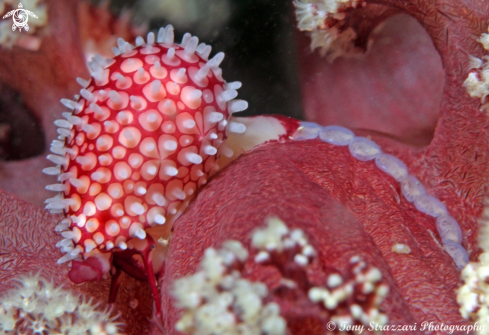 A Prionovolva brevis | Wilson's Banded cowry
