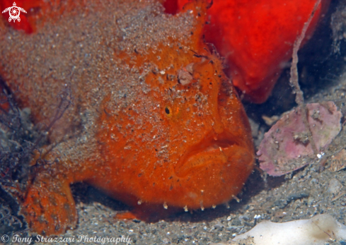 A Striped anglerfish