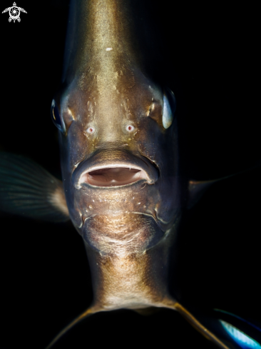 A Longfin Batfish