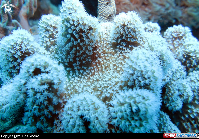 A Leathercoral