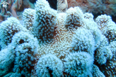 A Leathercoral
