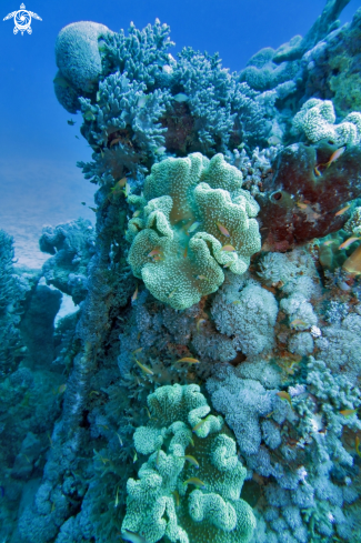 A Leathercoral Stone El Quadim Bay