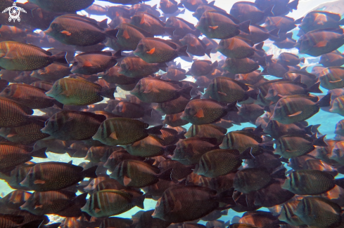 A Desjardin's sailfin tang 