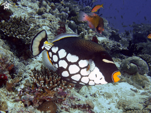 A Balistoides conspicillum | Clown triggerfish