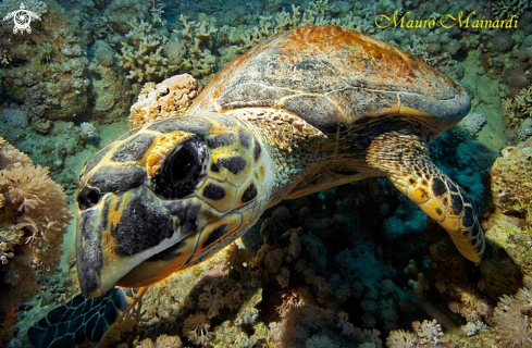 A Turtle erethmochelys