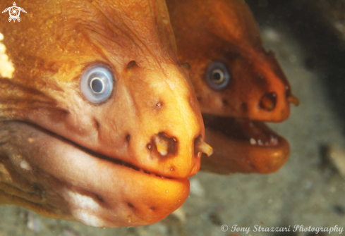 A Green moray eels