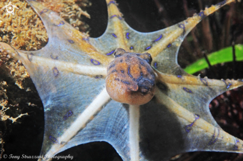 A Hapalochlaena fasciata | Blue lined octopus