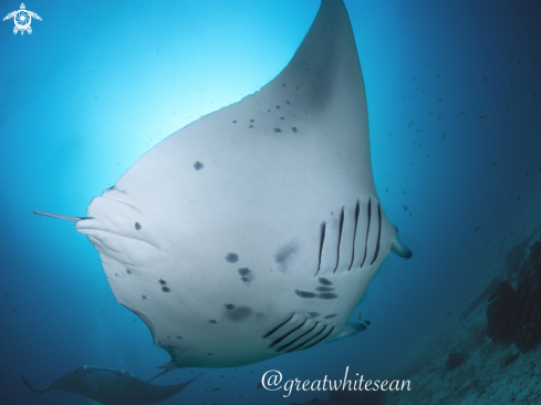 A Manta Alfredi | Manta Ray