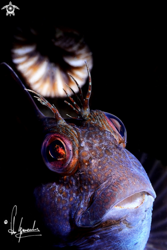 A Parablennius pilicornis | Bavosa africana