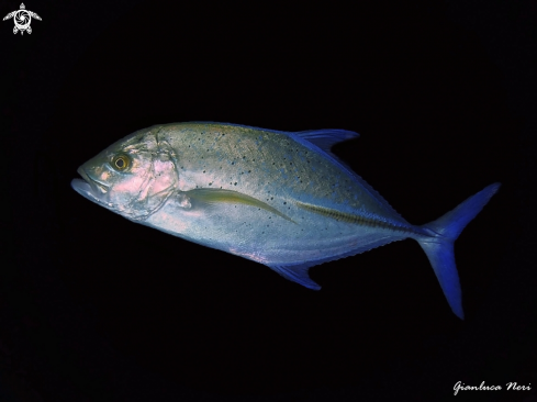 A Caranx melampygus | Jackfish