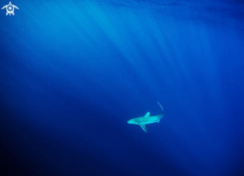 A Oceanic black tip shark