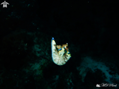 A Nudibranch