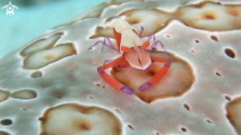 A Periclimenes imperator | Emperor Shrimp