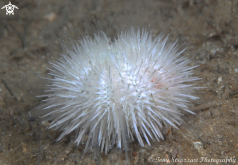 A Pseudoboletia indiana | Indian sea urchin