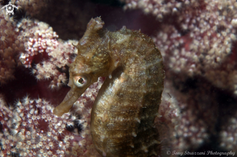 A White's seahorse