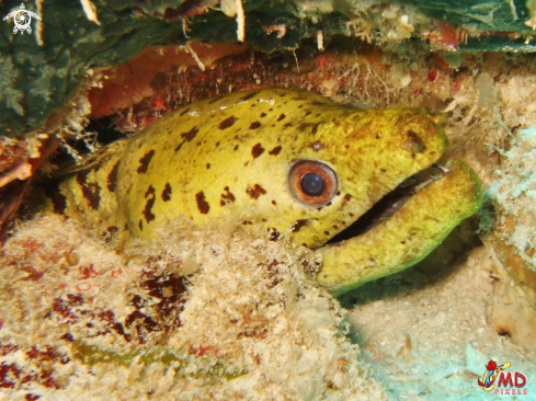 A Fimbriated Moray Eel