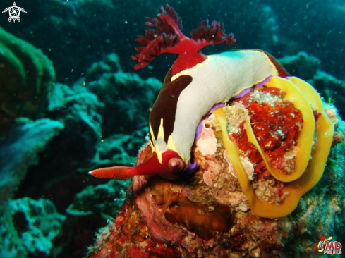 A Nembrotha chamberlaini | Chamberlain's Nembrotha