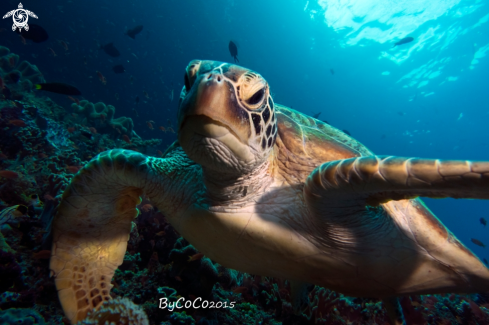 A Chelonia mydas | Green Turtle 