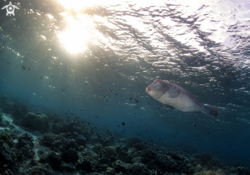 A Bolbometopon muricatum | Bumphead or Humphead