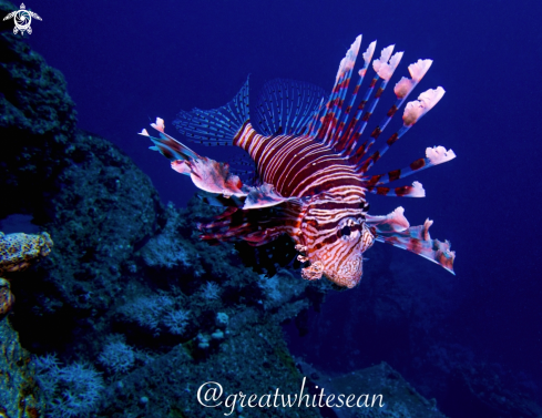 A Lionfish