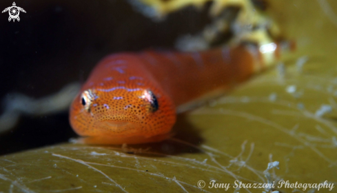 A Eastern cleaner clingfish