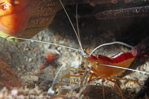 A Candy-stripe Cleaner Shrimp