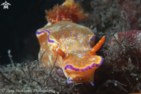 A Ceratosoma tenue | Purple-lined Ceratosoma